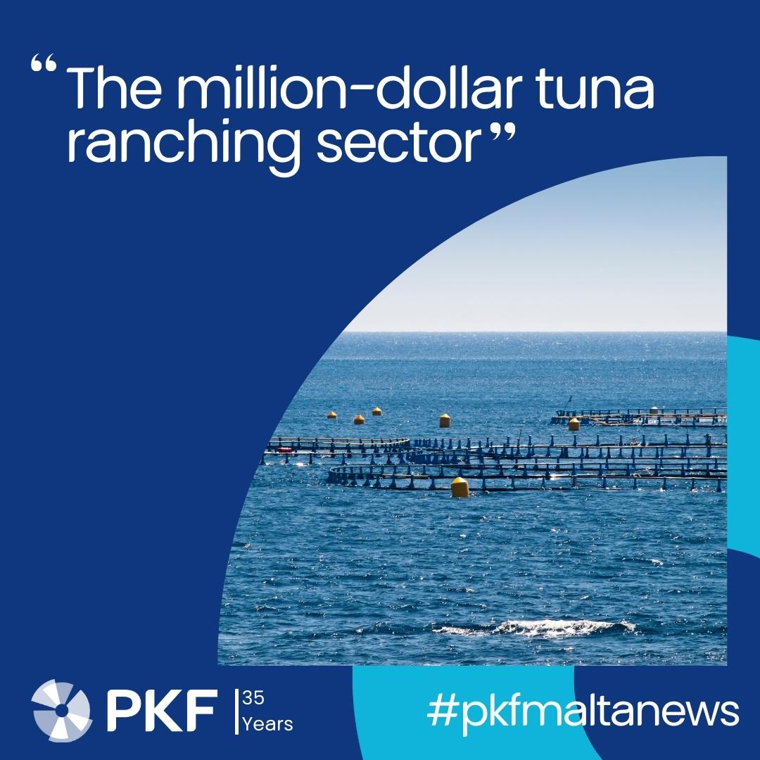 The milliondollar tuna ranching sector Network News News Archive